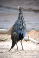 Vulturine Guineafowl