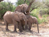 African Elephant