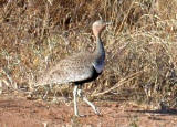 Buff-crested Bustard