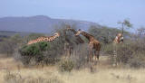 Reticulated Giraffe