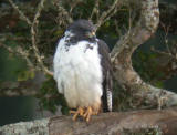 Augur buzzard