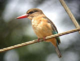 Brown-hooded Kingfisher