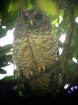 African Wood Owl