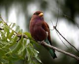 Broad-billed Roller