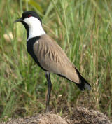 Spur-winged Plover