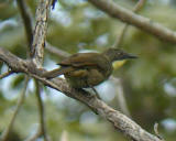 Yellow-throated Leaflove