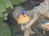 African Pygmy Kingfisher