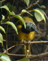 Oriole Warbler