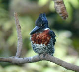 Giant Kingfisher