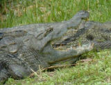 Nile Crocodile