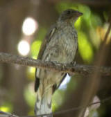 Spotted Honeyguide