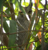 White-faced Scops Owl