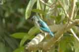 Woodland Kingfisher