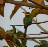 Swallow-tailed Bee-Eater