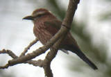 Rufous-crowned Roller