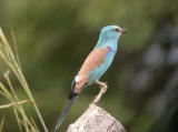 Abyssinian Rollers