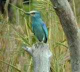 Abyssinian Roller