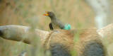 Yellow-billed Oxpecker