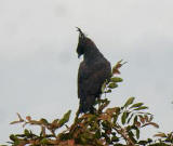 Long-crested Eagle