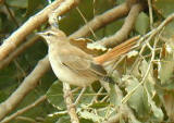 Rufous Bush Robin