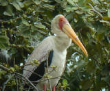 Yellow-billed Stork