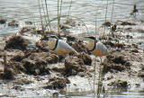 Egyptian Plover