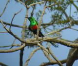 Beautiful Sunbird