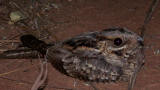 Red-necked Nightjar 