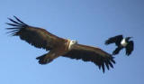 White-backed Vulture