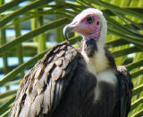 Hooded Vulture