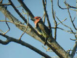 Vieillot's Barbet