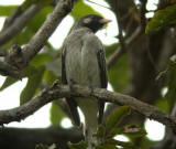 Greater Honeyguide