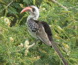 Red-billed Hornbill