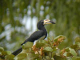 African-pied Hornbill