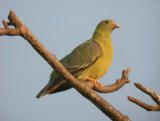 African Green Pigeon