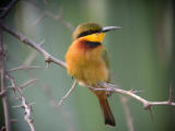 Little Bee-Eater