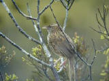 (South Island) Fernbird