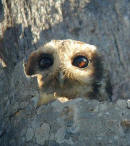 Cuban Screech-owl