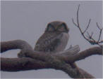 Hawk Owl