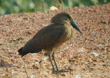 Hamerkop