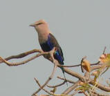 Blue-bellied Roller