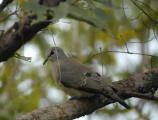 Black-billed Wood Dove