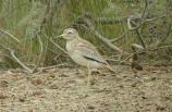Senegal Thick-knees