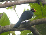 Violet Turaco