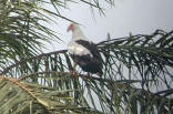 Palm-nut Vulture