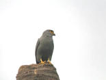 Grey Kestrel