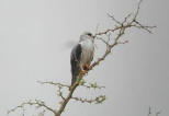 Black-shouldered Kite