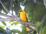 African Golden Oriole