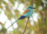 Abyssinian Roller