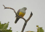 Bruce’s Green Pigeon